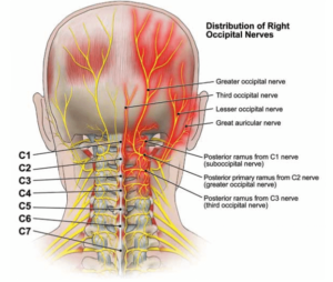 Occipital-neuralgia-nerves