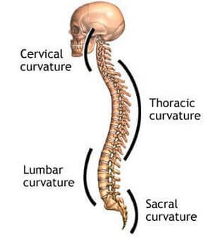 natural-curves-of-the-spine