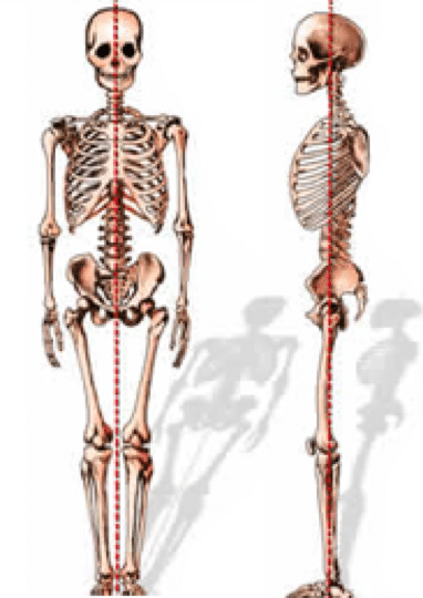Anatomy-and-posture